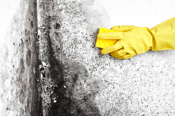Best Toxic Mold Removal  in Resaca, GA