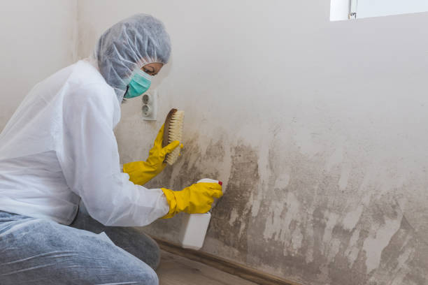 Best Affordable Mold Removal  in Resaca, GA