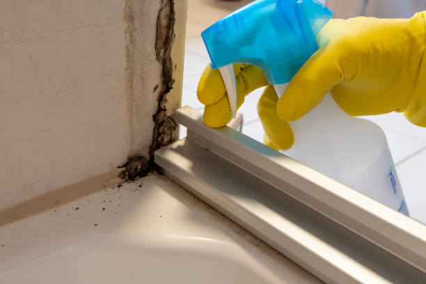 Best Attic Mold Removal  in Resaca, GA