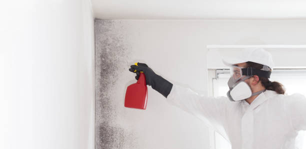 Best Local Mold Removal Service  in Resaca, GA