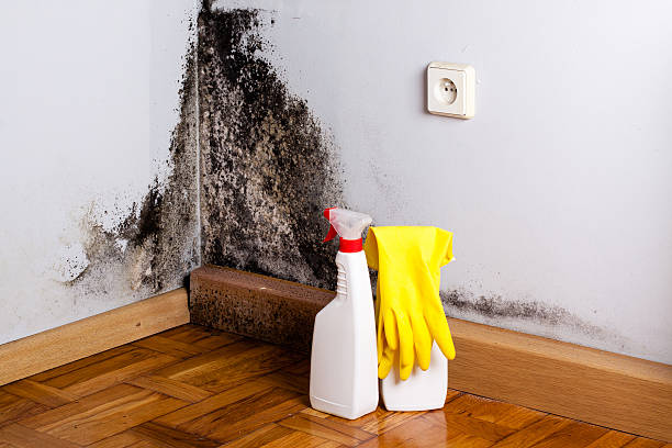 Best Best Mold Removal Companies  in Resaca, GA