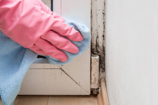 Best Residential Mold Removal  in Resaca, GA
